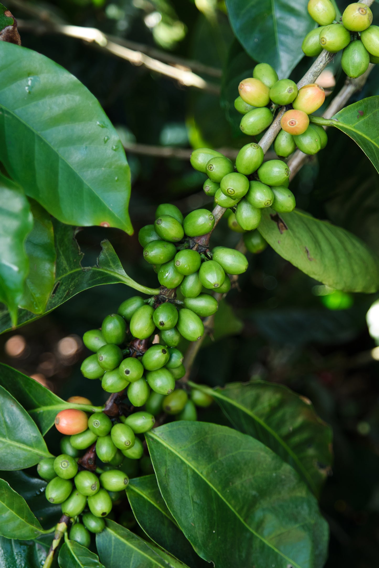 Costa Rica Yellow Honey