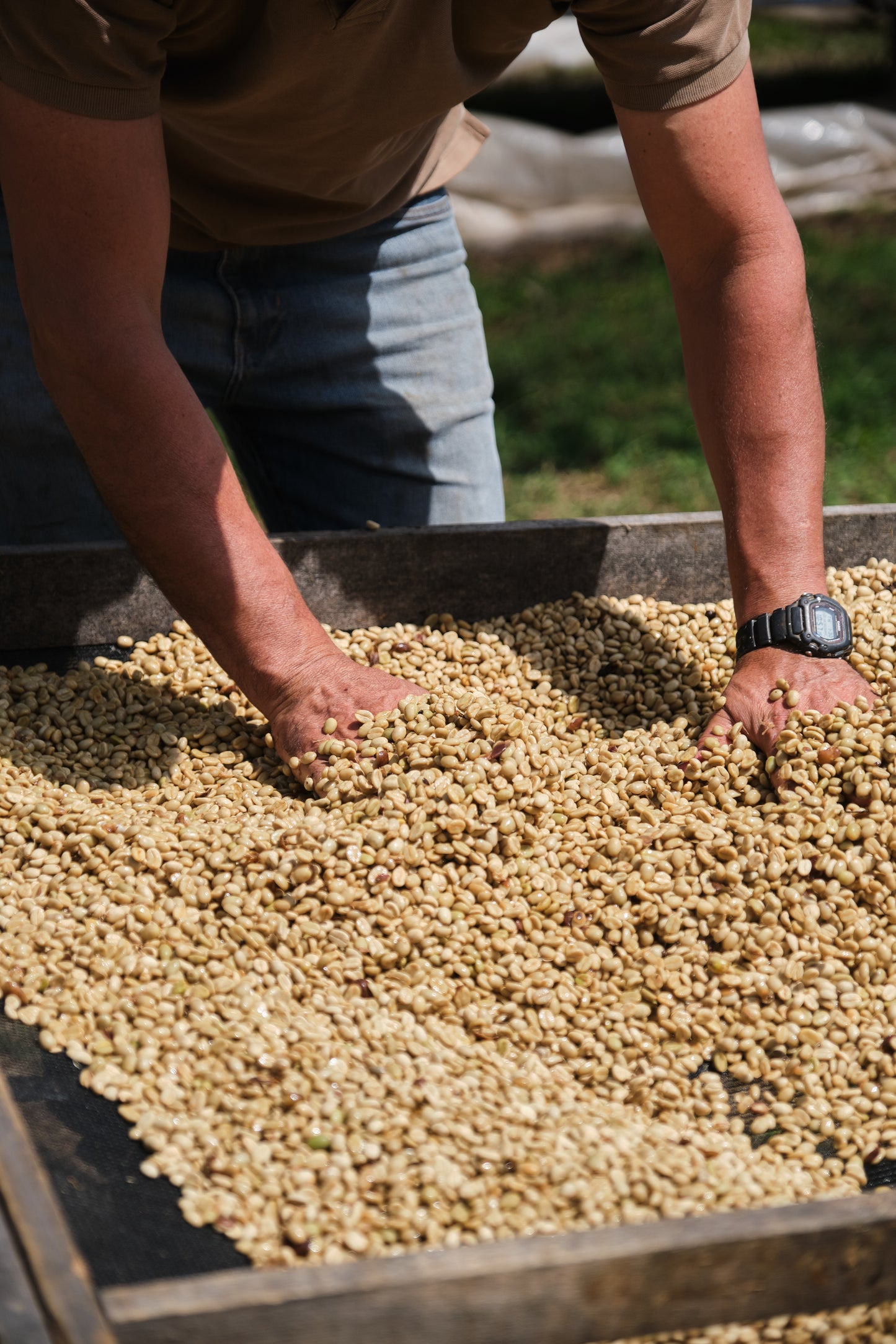 Costa Rica Yellow Honey