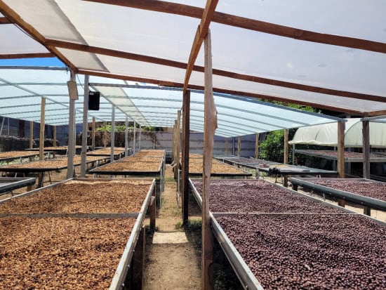 Costa Rica Anaerobic Natural
