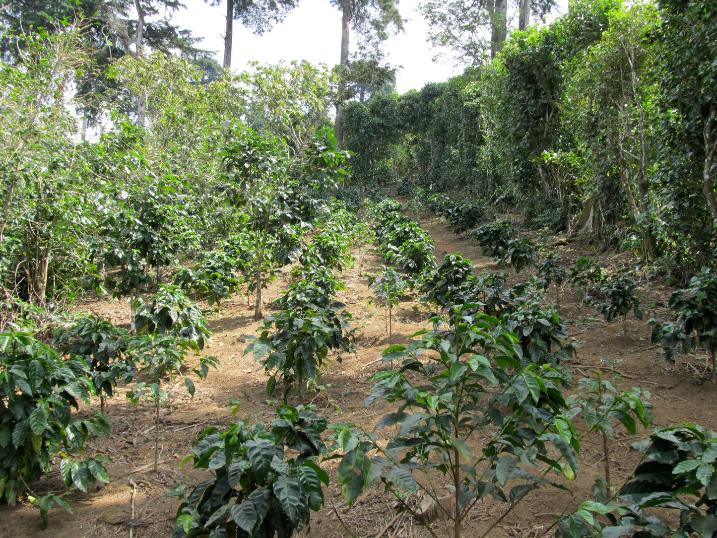 El Salvador Las Delicias