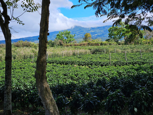 Coffee 101 in Costa Rica 2025