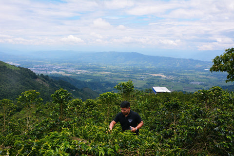 Evans Brothers wins Gold at Global Coffee Awards