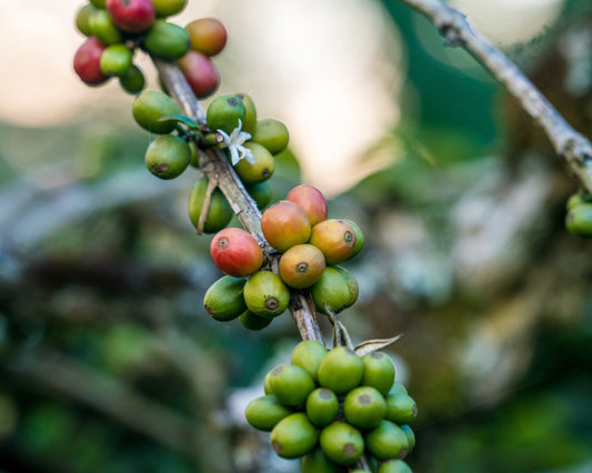 The Real Difference Between Specialty Coffee and Commodity Coffee