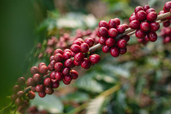 Brazil Serra Negra Natural