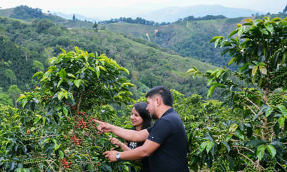 Colombia Diego Parra Pink Bourbon
