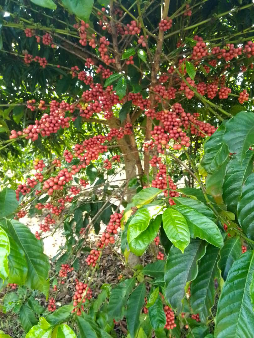 Ethiopia Kayon Mountain Washed