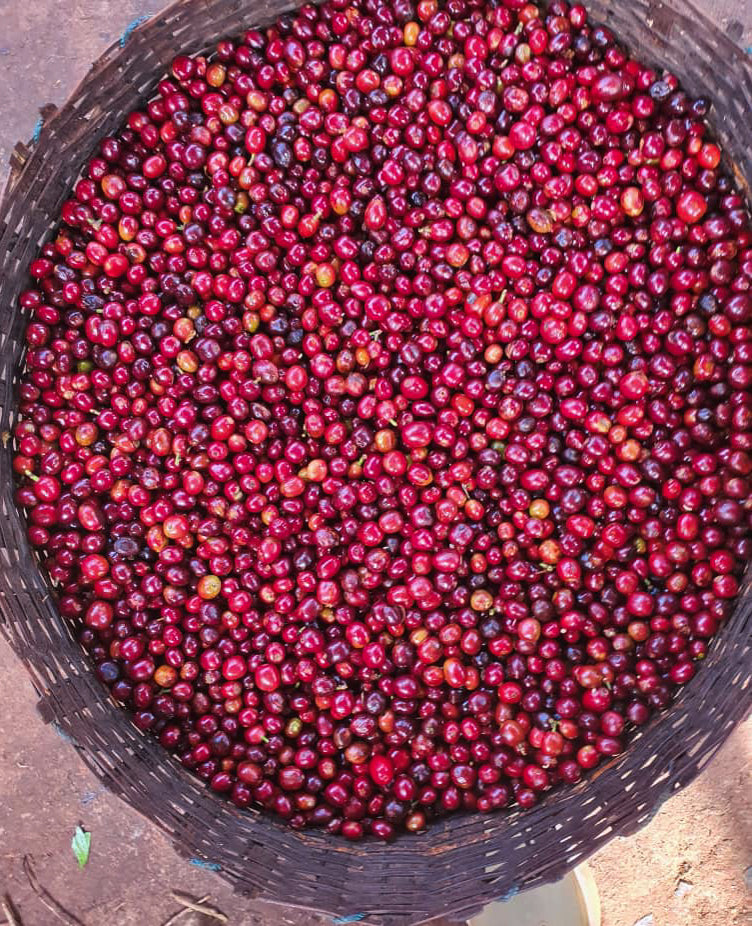 Ethiopia Kayon Mountain Washed