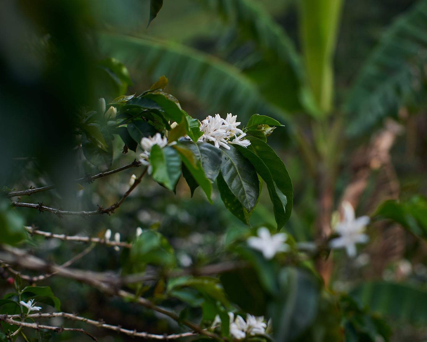 Colombia Nariño