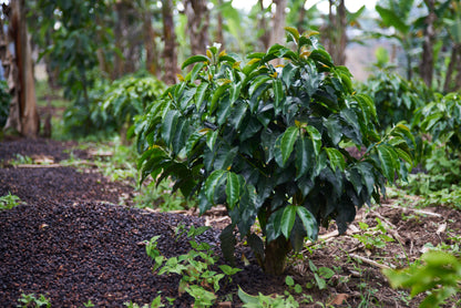 Colombia Nariño