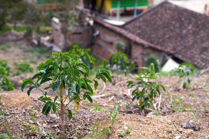 Colombia Nariño