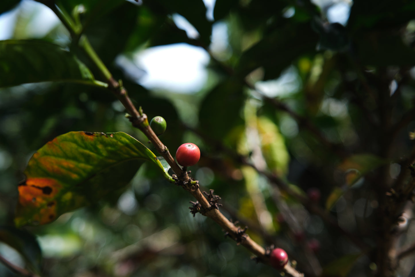 Colombia Nariño