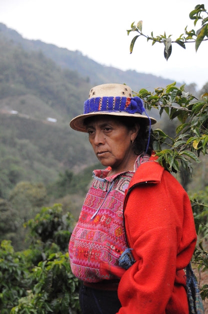 Guatemala Codech