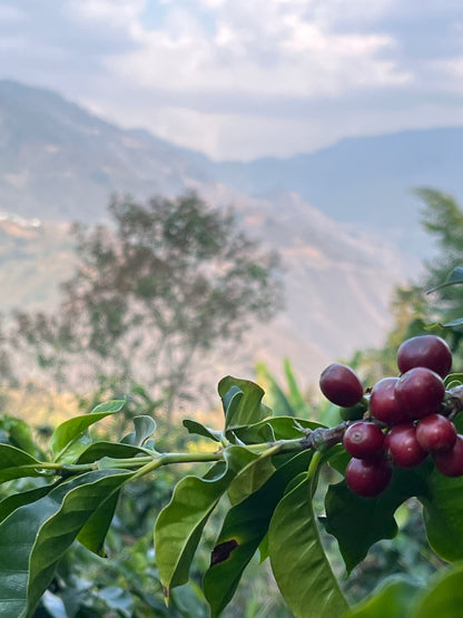 Guatemala Maria Mendoza