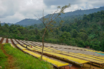 Ethiopia Wuri